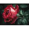 Картина за номерами - Троянда під дощем ©art_selena_ua