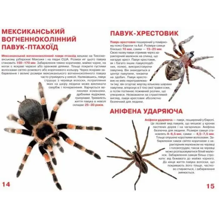 Книга "Велика книга. Павуки" (укр)